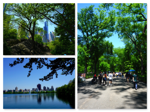 Central Park NY
