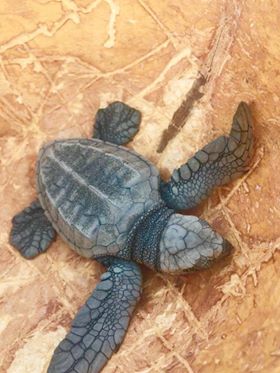 24133639_1941558885861020_37959195_n